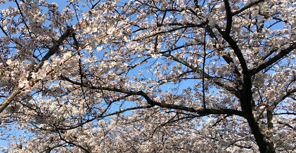 新曽南の桜