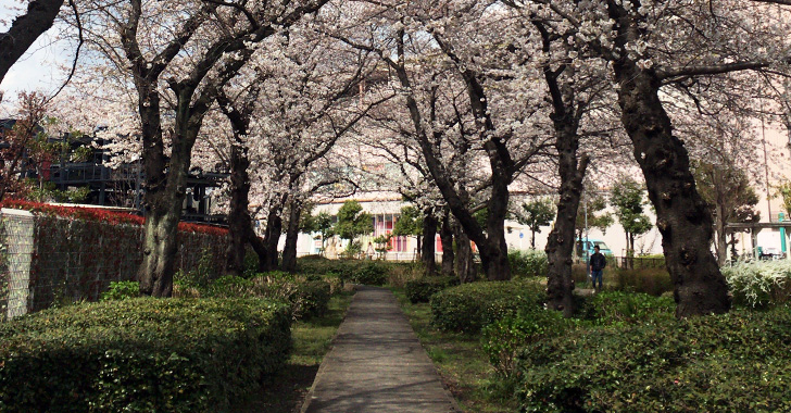 戸田各所、3月24日(土)の桜の様子