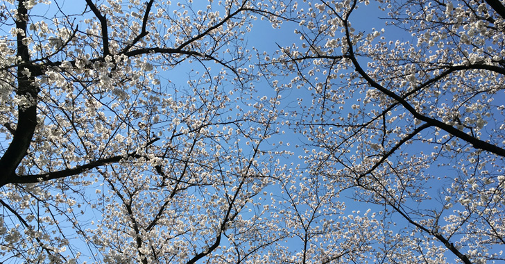戸田各所、3月25日(日)の桜の様子