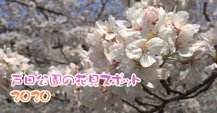戸田公園の花見スポット2020