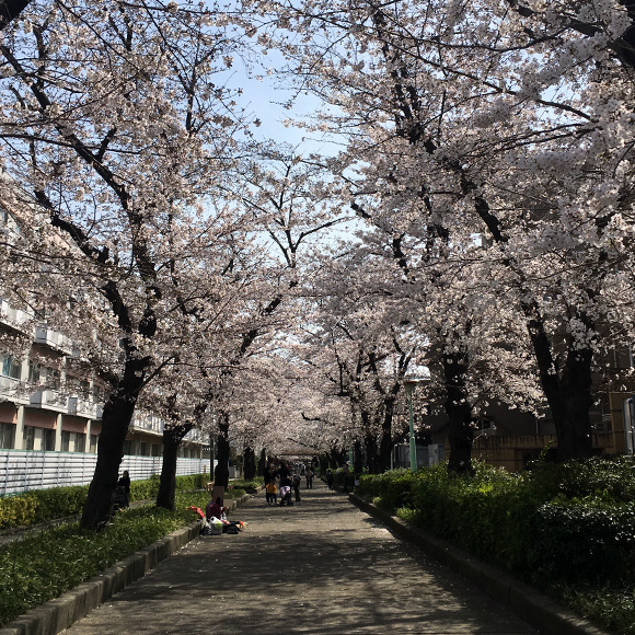 喜沢の桜