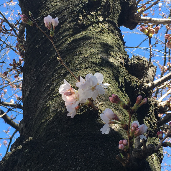 新曽南の桜