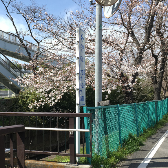 美笹の桜