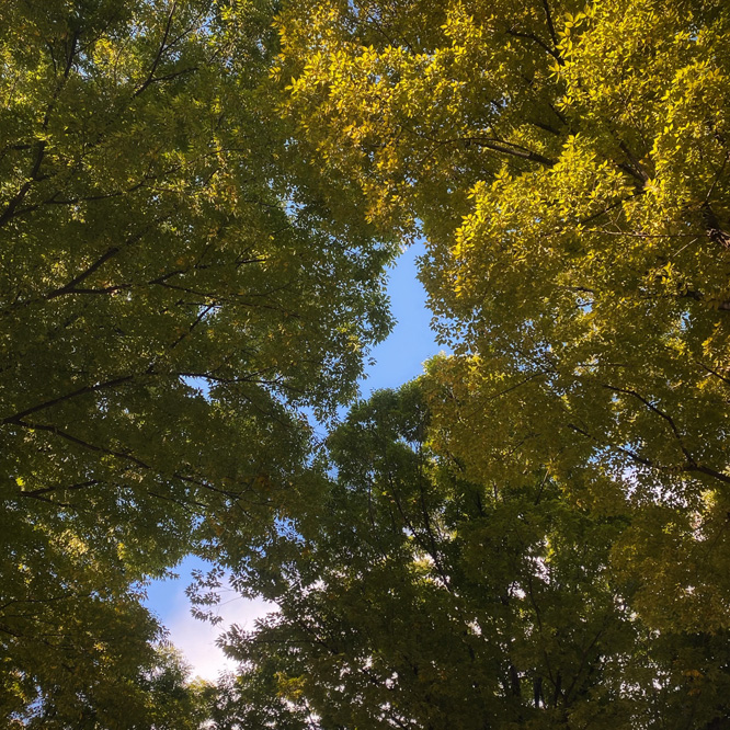 自然（2020年10月）