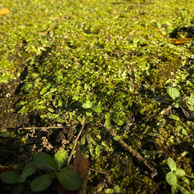 自然（2020年10月）