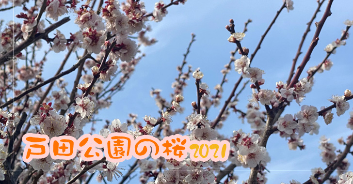 戸田市情報・戸田公園の桜 2021