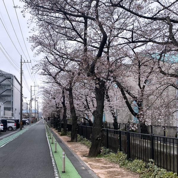 新曽南の桜沿いを直進します。