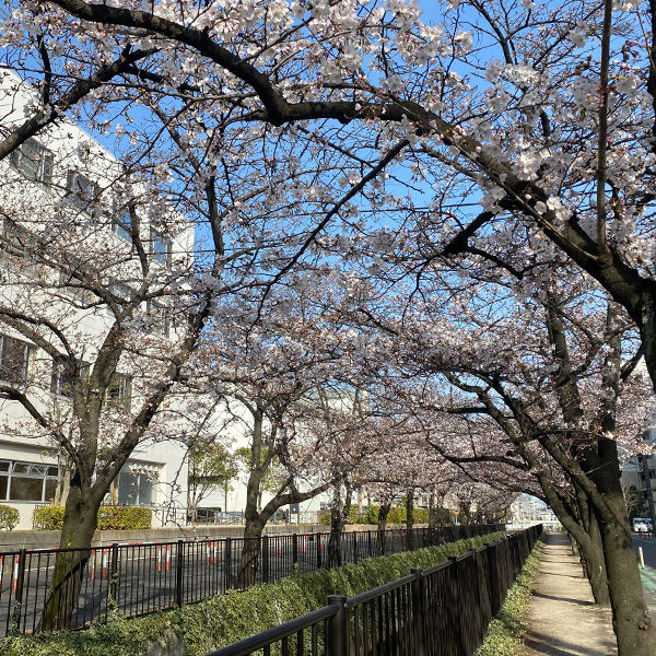 新曽南の桜（3月19日）