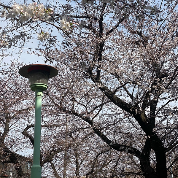 喜沢の桜（3月19日）