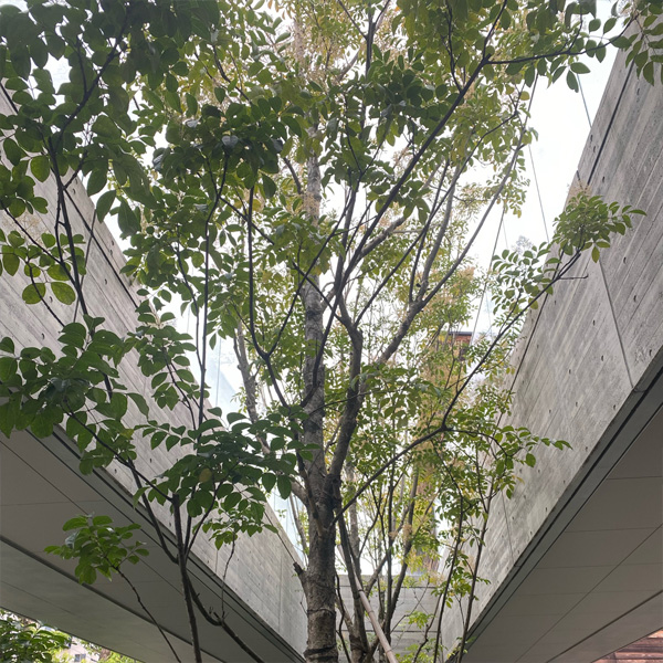 館内の樹木