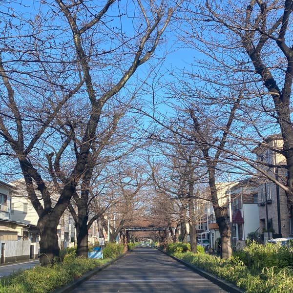喜沢の桜（2022/3/19）
