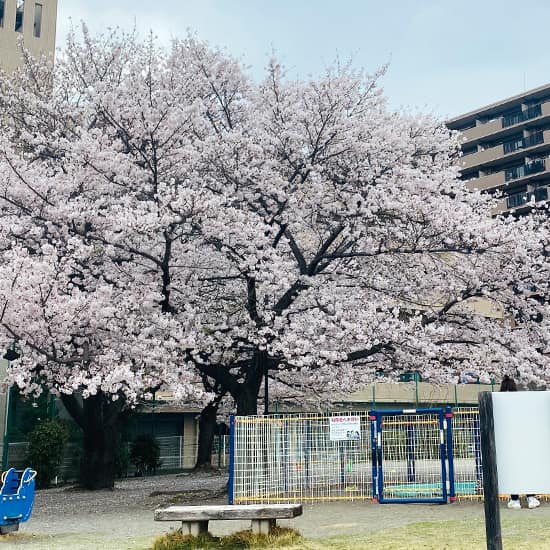 桜（2022/3/31）