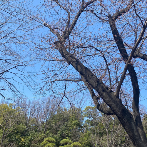 後谷公園の桜（2022/3/20）
