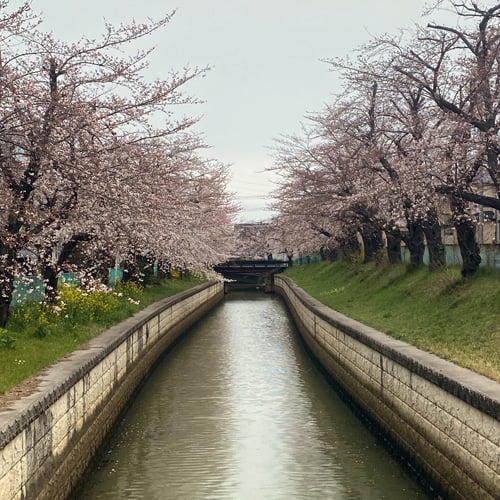 美笹の桜（2022/3/26）
