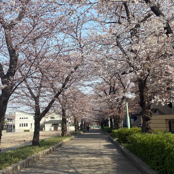 喜沢の桜（2022/3/25）