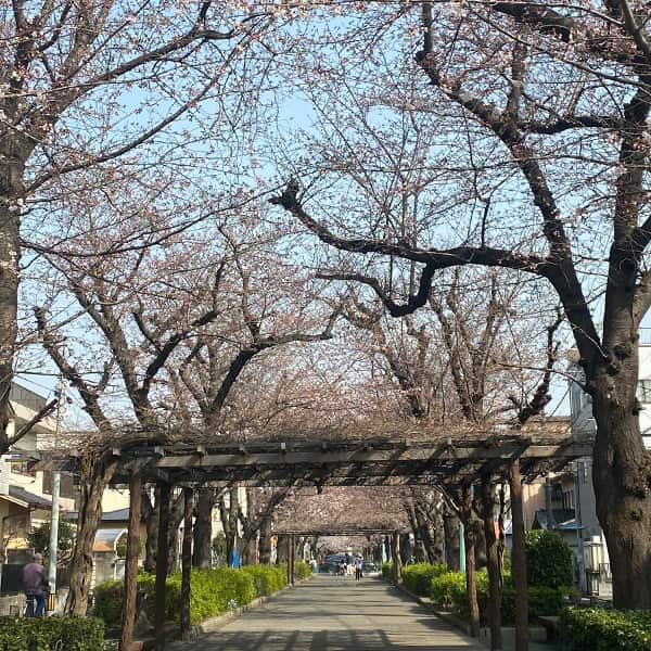 喜沢の桜（2022/3/25）
