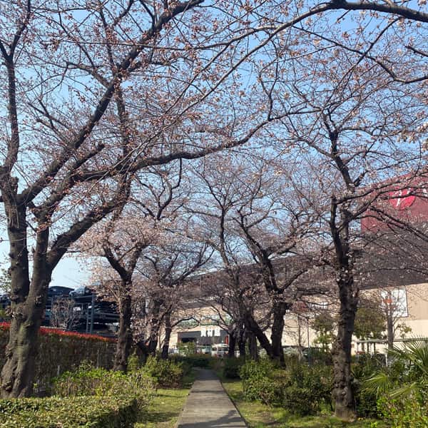 前谷公園の桜（2022/3/25）