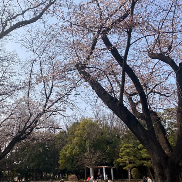 後谷公園の桜（2022/3/25）