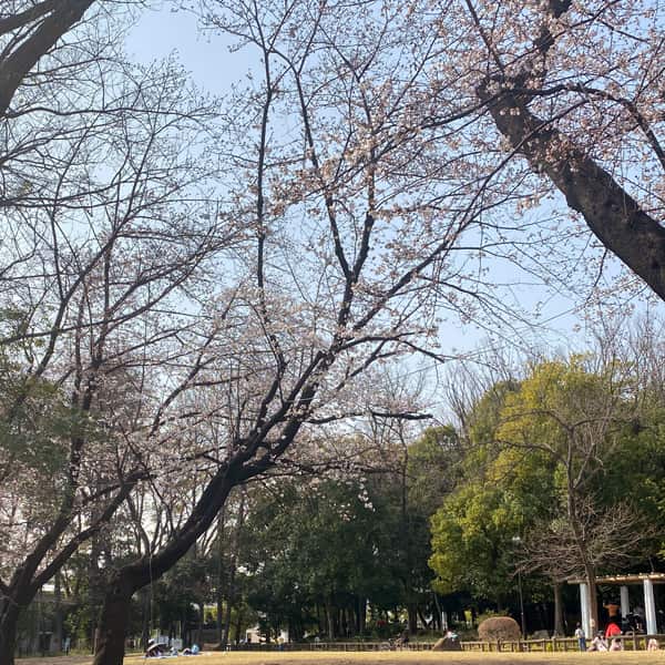 後谷公園の桜（2022/3/25）