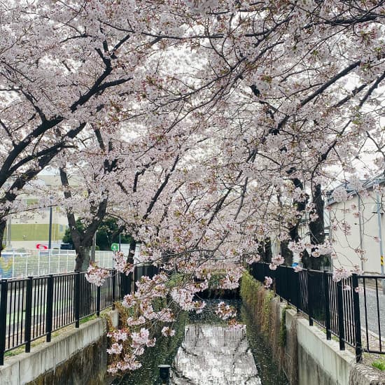 新曽南の桜（2022/3/31）