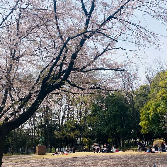 後谷公園の桜（2022/4/2）