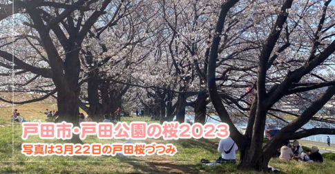 戸田市の桜