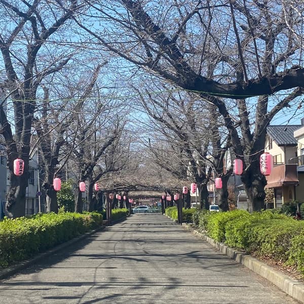 喜沢の桜 3月14日