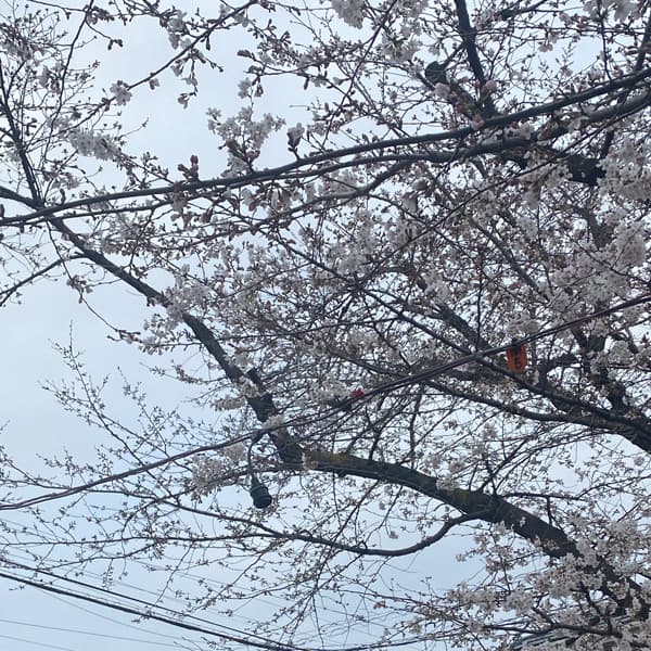 喜沢の桜 3月17日