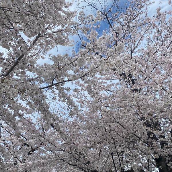 喜沢の桜 3月24日