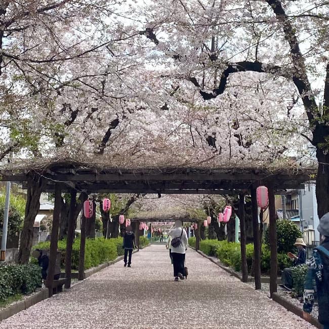 喜沢の桜 3月31日