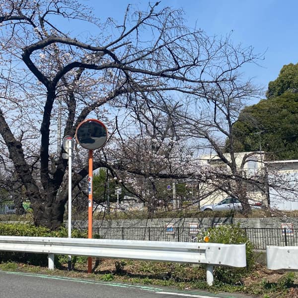美笹の桜 3月16日