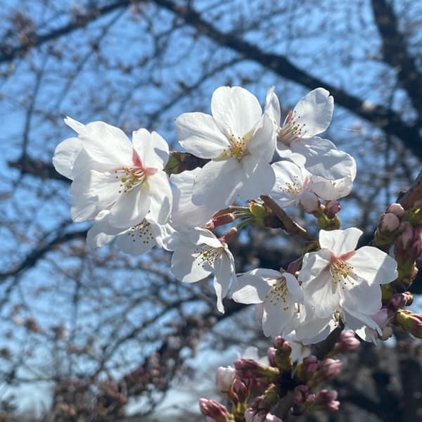 美笹の桜 3月16日