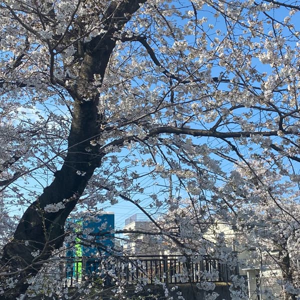 美笹の桜 3月22日