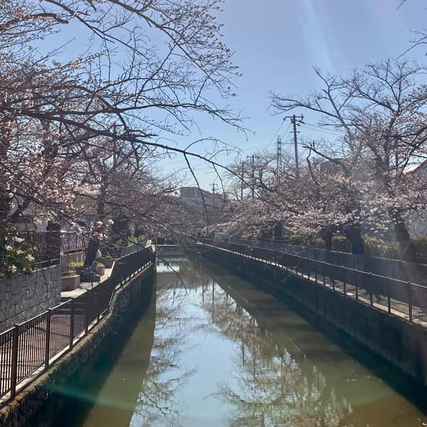 美笹の桜 3月19日