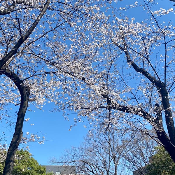 後谷公園の桜 3月20日