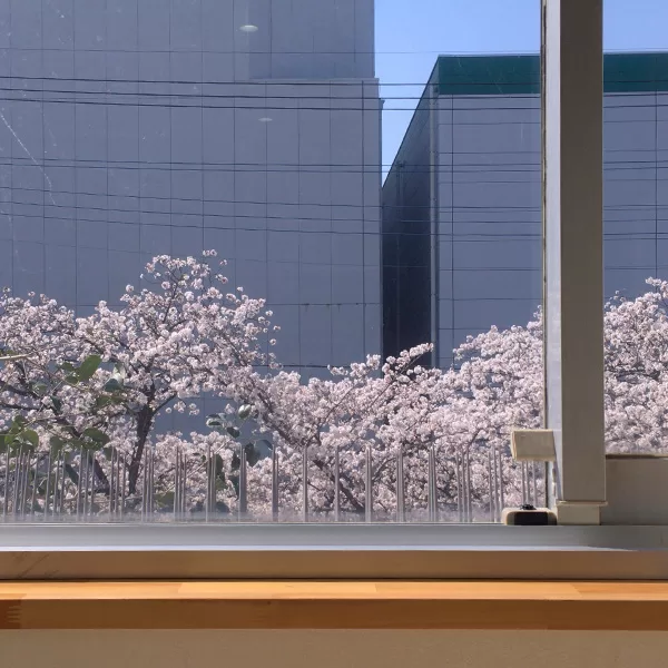 窓から見える桜並木