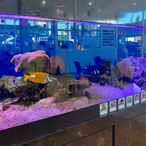 水槽（2024年6月）