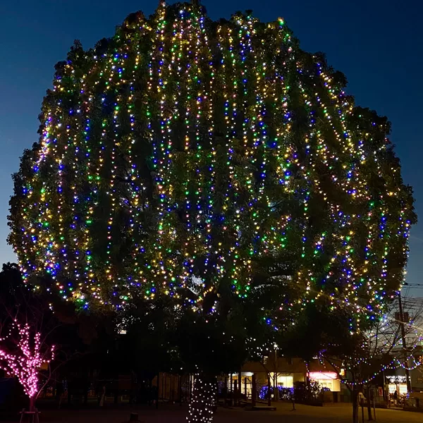 イルミネーション(2024年12月)