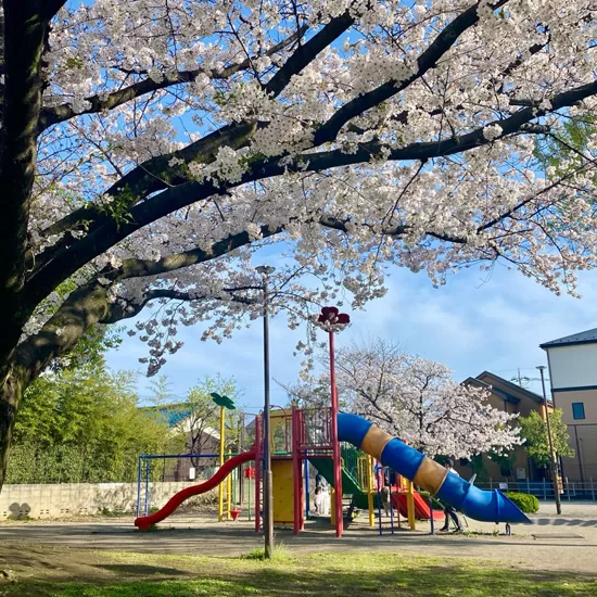 馬場ふれあい公園の桜
