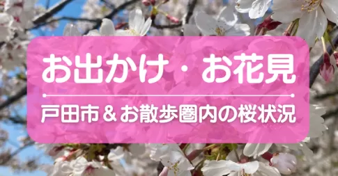 戸田市の桜開花情報&おすすめスポットまとめ
