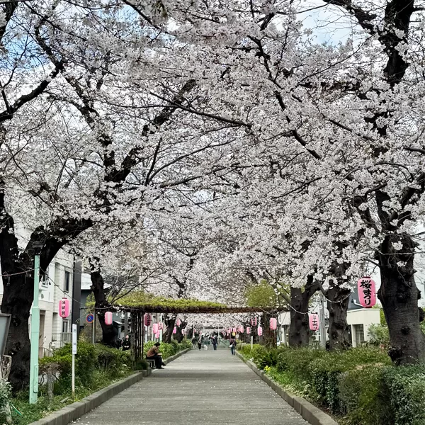 蕨市・南町桜並木（2026年3月27日）