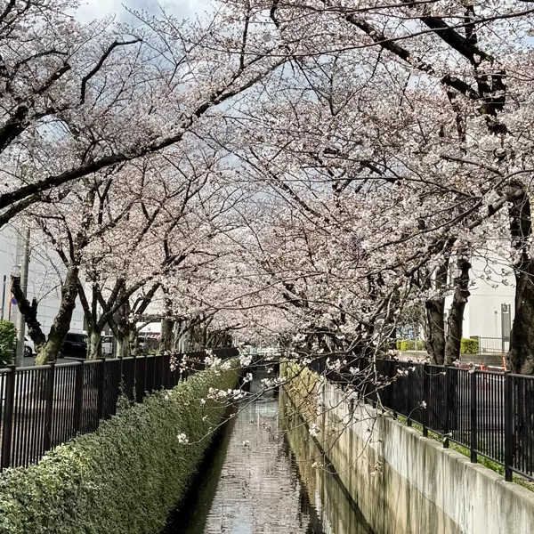 戸田市・新曽南の桜（2026年3月27日）