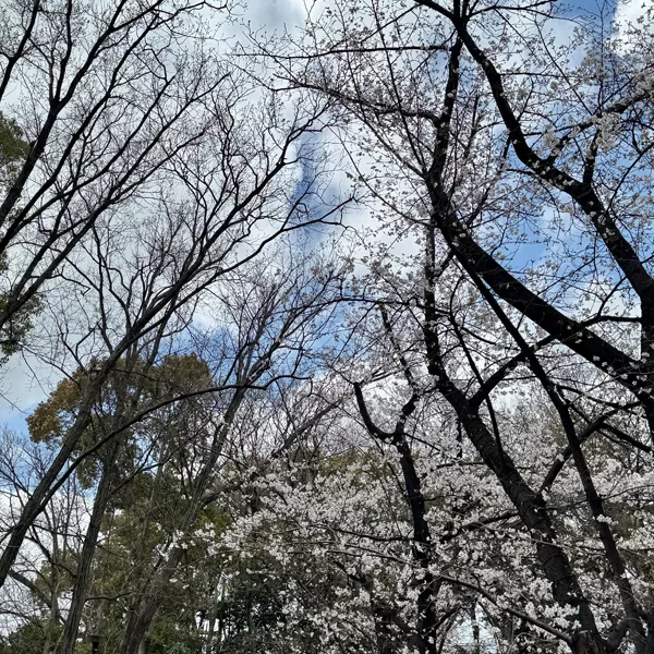 戸田市・後谷公園（2026年3月27日）
